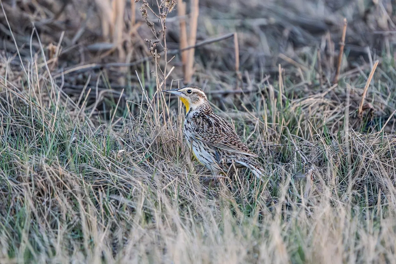 Vibrant Meadowlark Perched in Spring Grassland