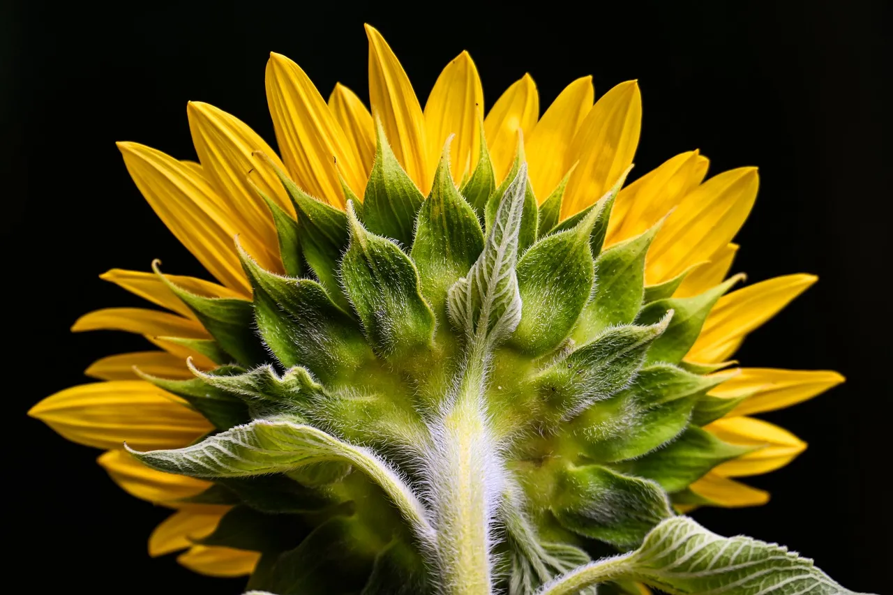 Stunning Backlit Sunflower: Nature's Golden Embrace