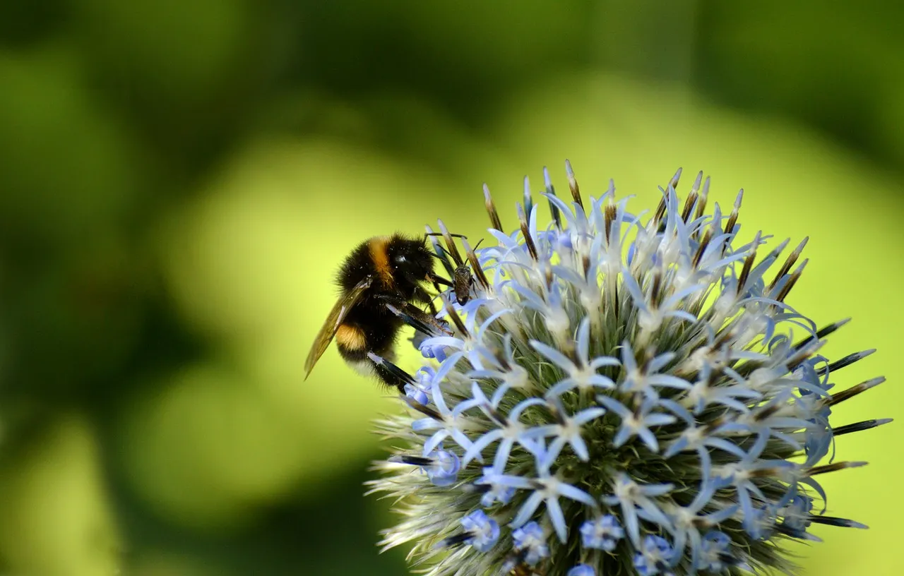Vibrant Bumblebee on Thistle: Nature's Intricate Dance