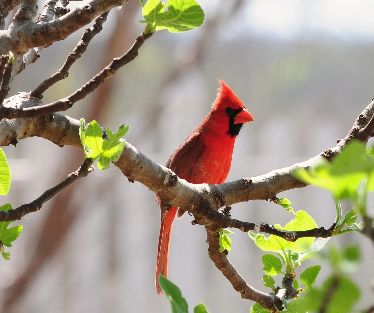 Vibrant Red Cardinal Perched in Spring Foliage