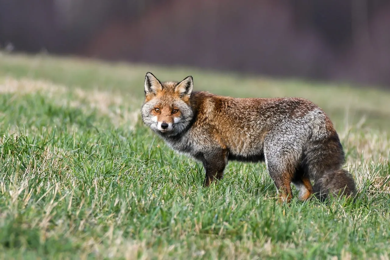 Captivating Gaze: Wild Fox in Verdant Grassland