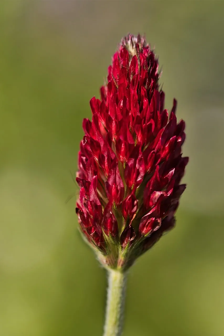 Vibrant Crimson Clover Blossom: Macro Nature's Detail