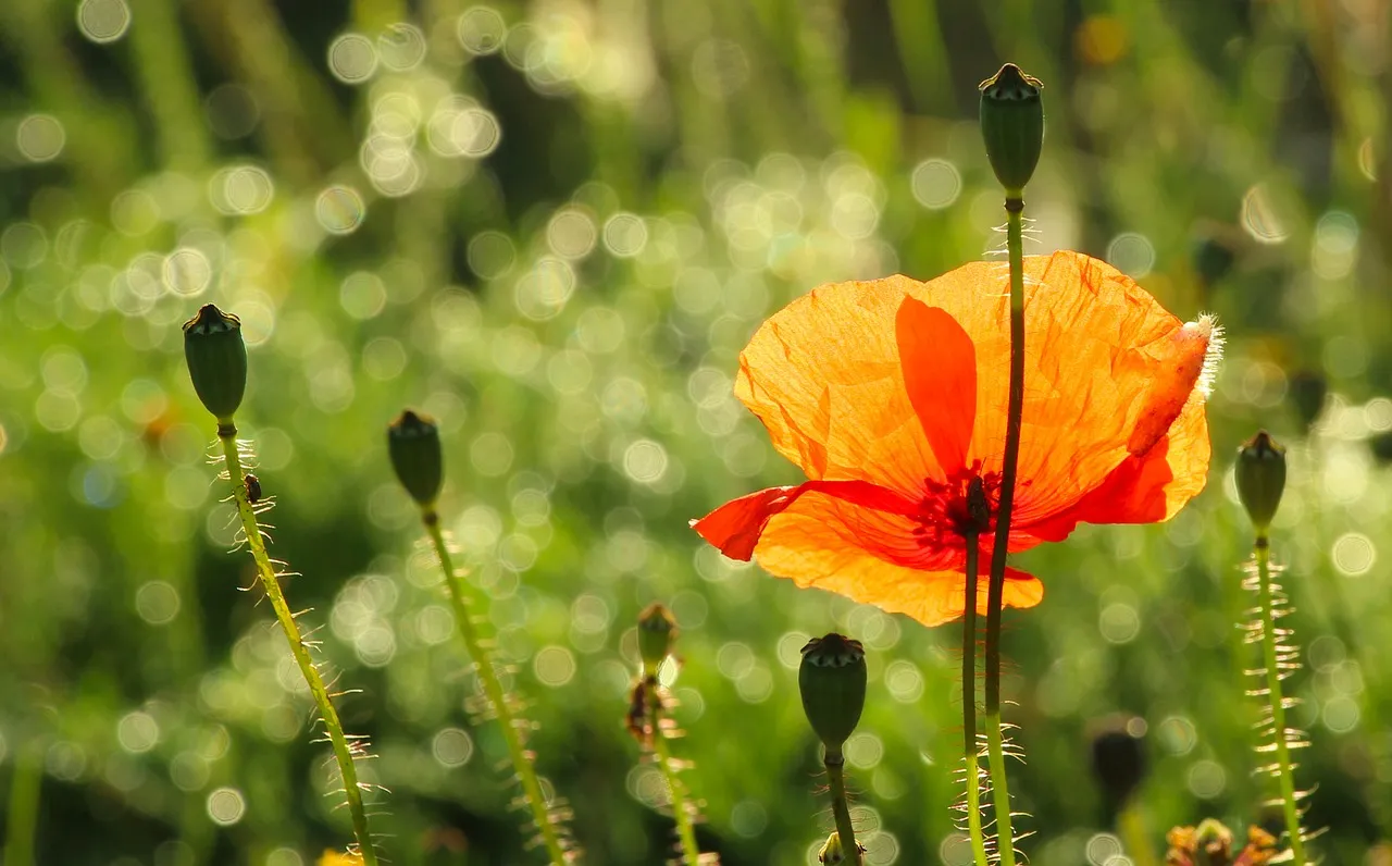 Vibrant Red Poppy: Nature's Delicate Masterpiece