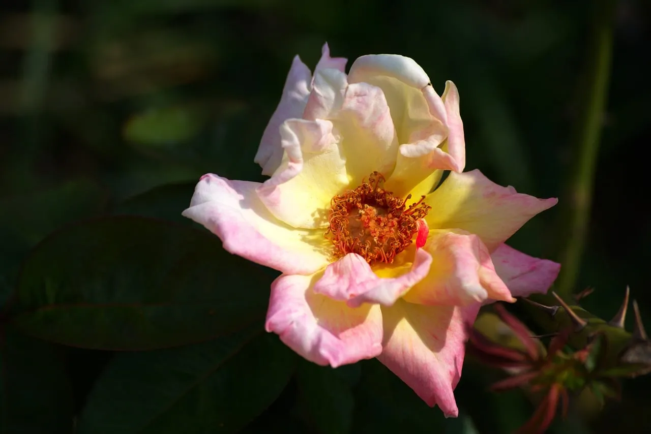 Vibrant Spring Rose: A Macro Portrait of Nature's Beauty