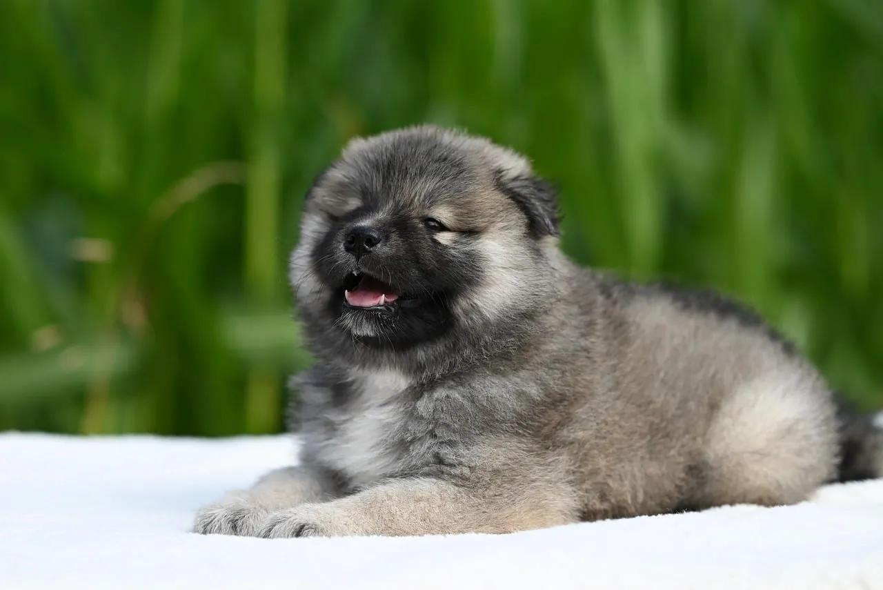 Adorable Fluffy Eurasier Puppy Lying Outdoors