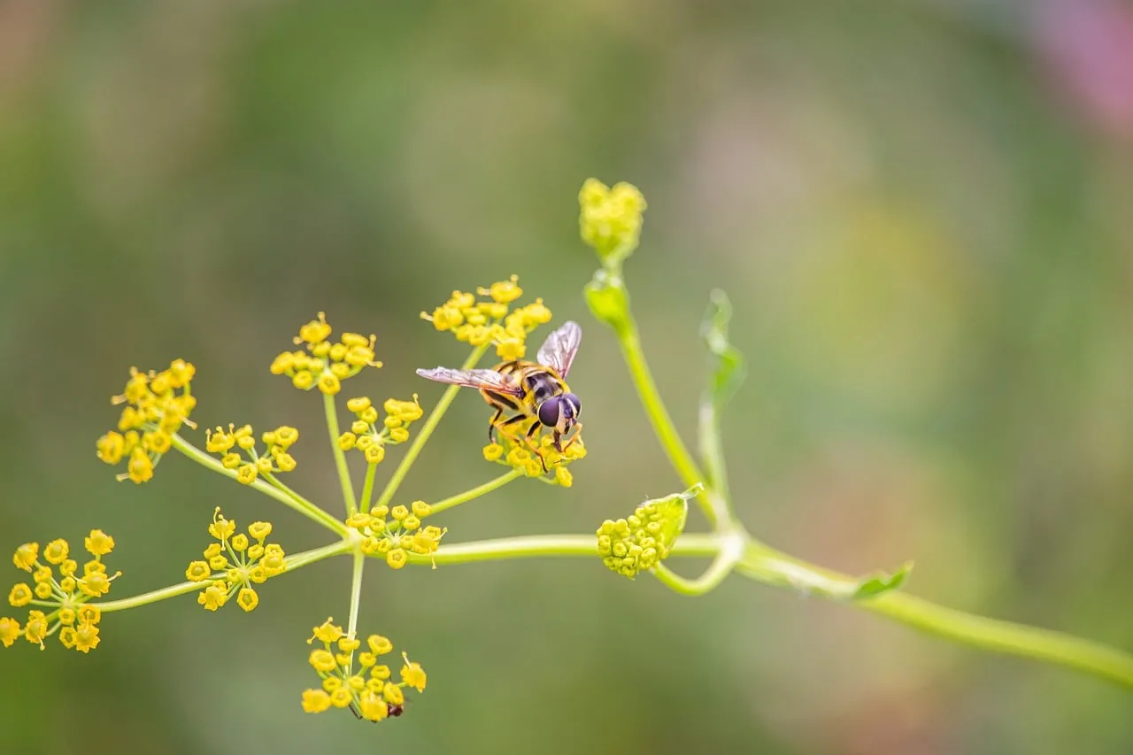 Vibrant Hoverfly on Parsnip Flowers: Nature's Intricate Pollination