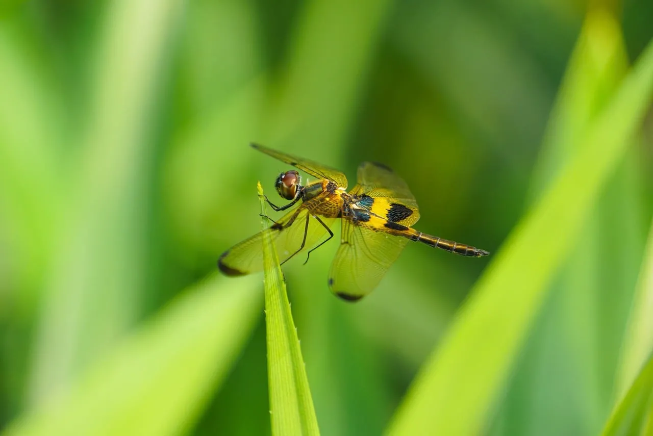 Vibrant Spring Dragonfly on Green Leaf: Macro Nature Detail