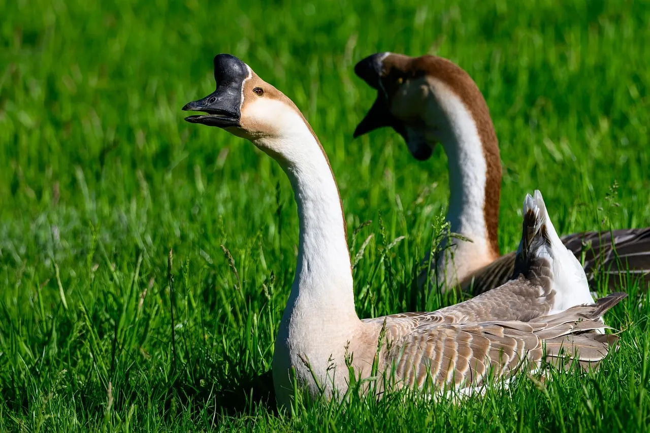 Serene Geese Pair: A Lush Green Nature Escape