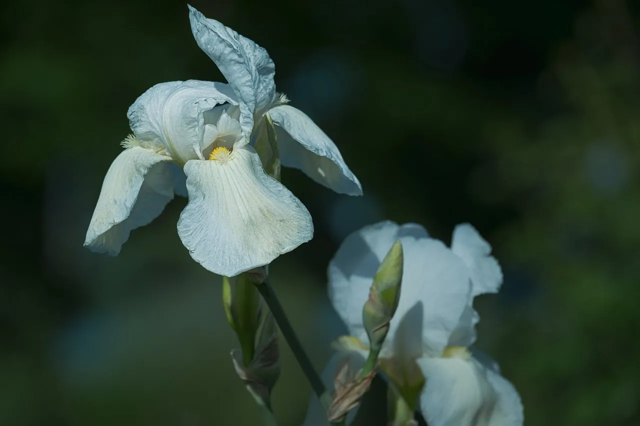 Stunning White Iris Bloom: A Close-Up of Nature's Elegance