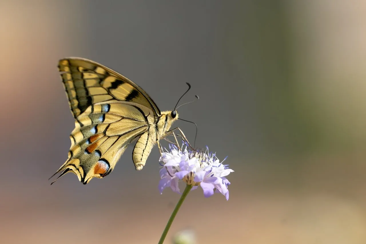 Vibrant Butterfly Savoring Nectar on a Wildflower