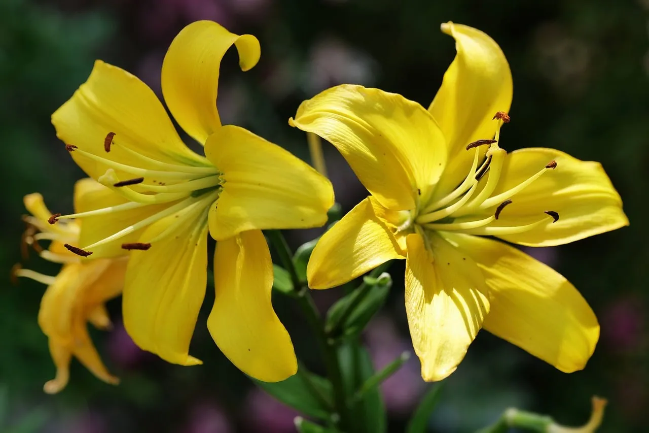 Vibrant Yellow Lilies: Summer's Golden Embrace