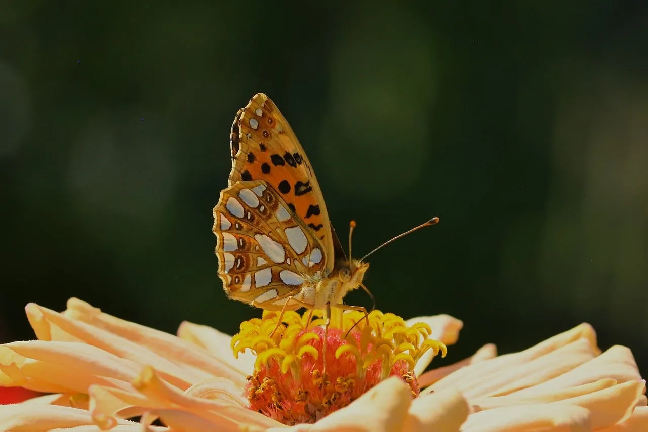 Vibrant Zinnia: Butterfly's Graceful Dance on Summer Blooms
