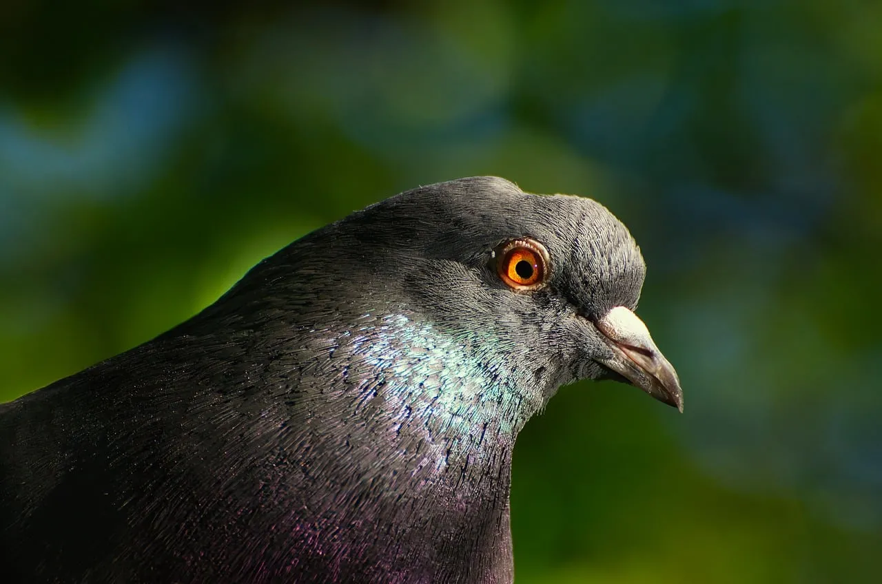 Stunning Urban Pigeon Portrait: Nature's Gaze in Detail