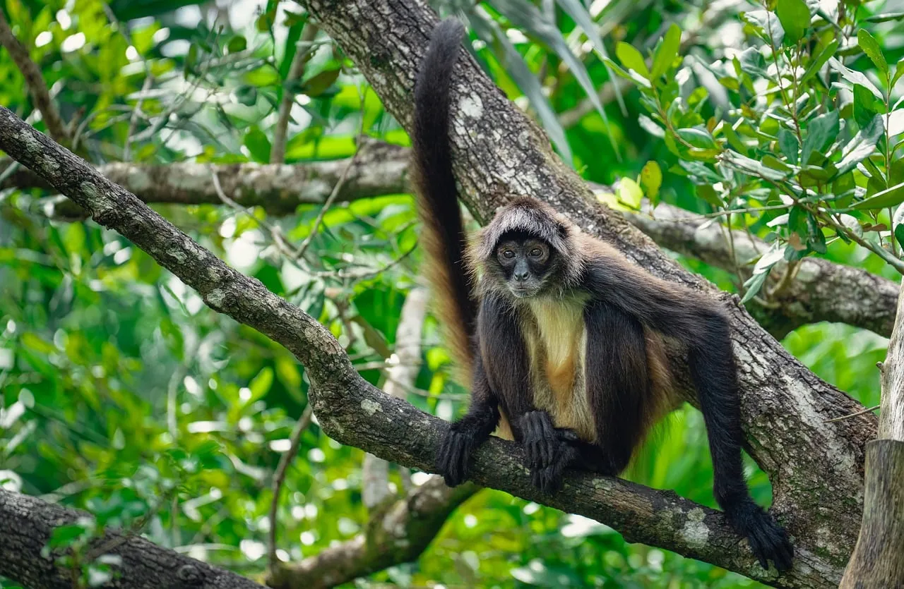 Graceful Spider Monkey: Jungle Canopy Life Unveiled