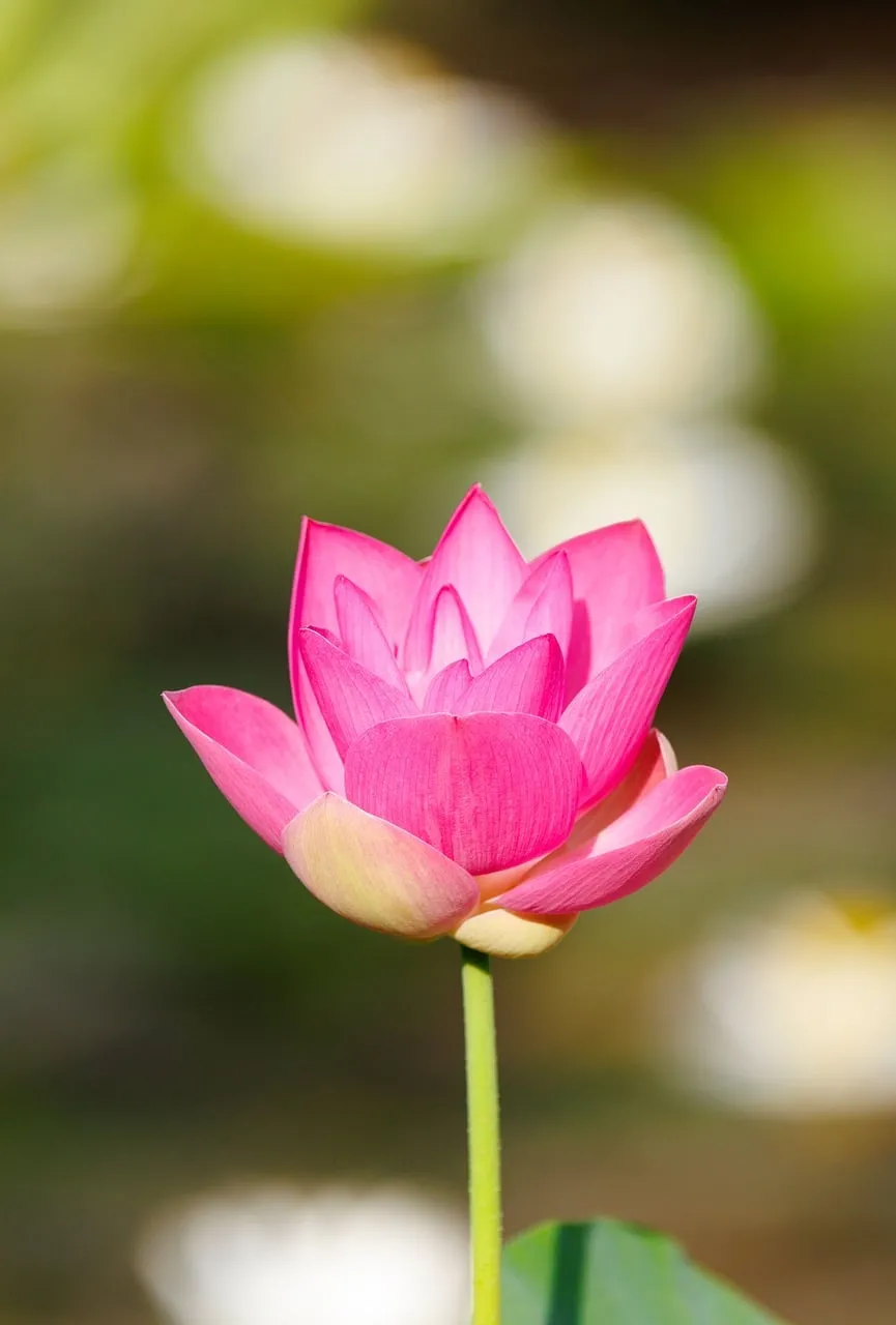 Vibrant Pink Lotus Bloom: Serenity in Nature's Embrace