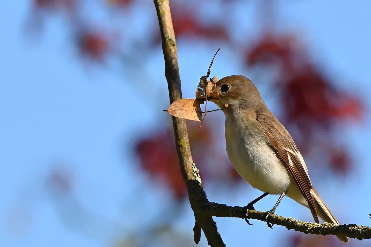 Charming Spotted Flycatcher Perched with Found Treasure
