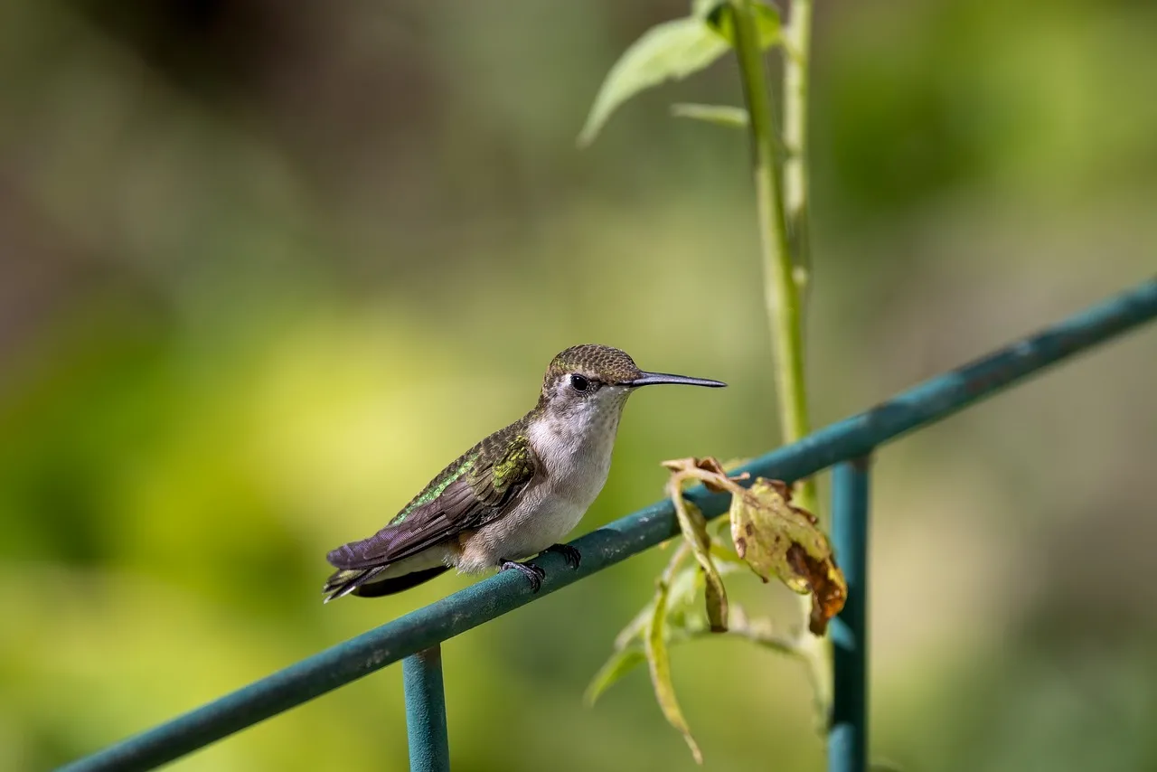 Vibrant Hummingbird Perched on Metal Fence
