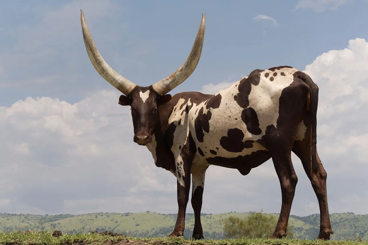 Majestic Ankole-Watusi: Horned Beauty in Ugandan Pasture