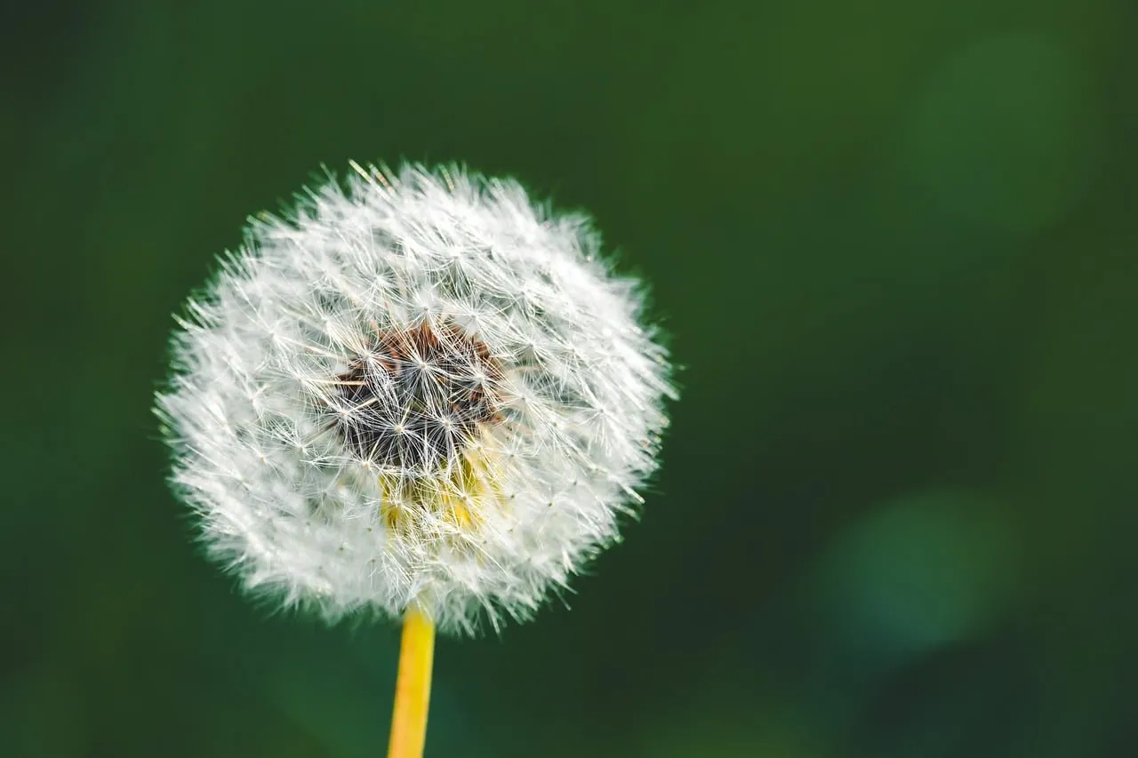 Stunning Dandelion in Bloom: Nature's Delicate Beauty