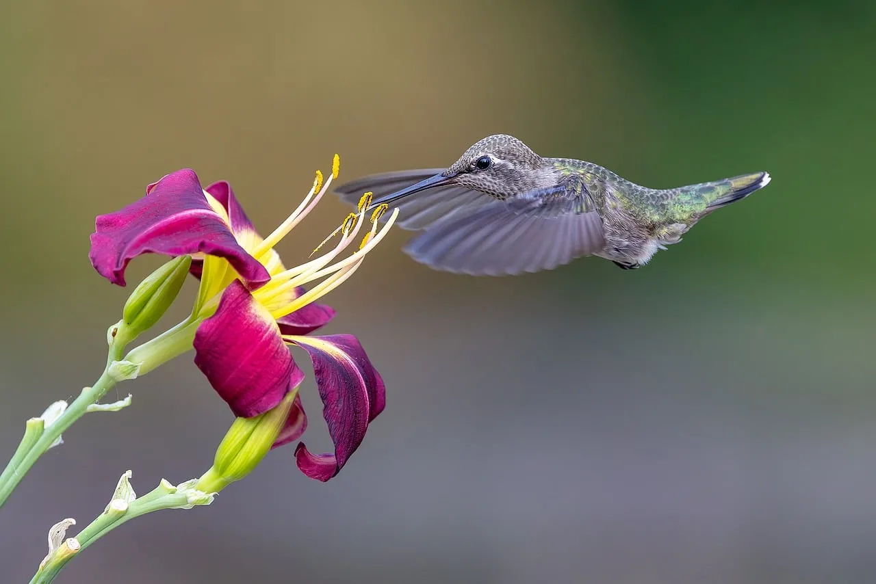Vibrant Hummingbird Sips Nectar from a Brilliant Bloom