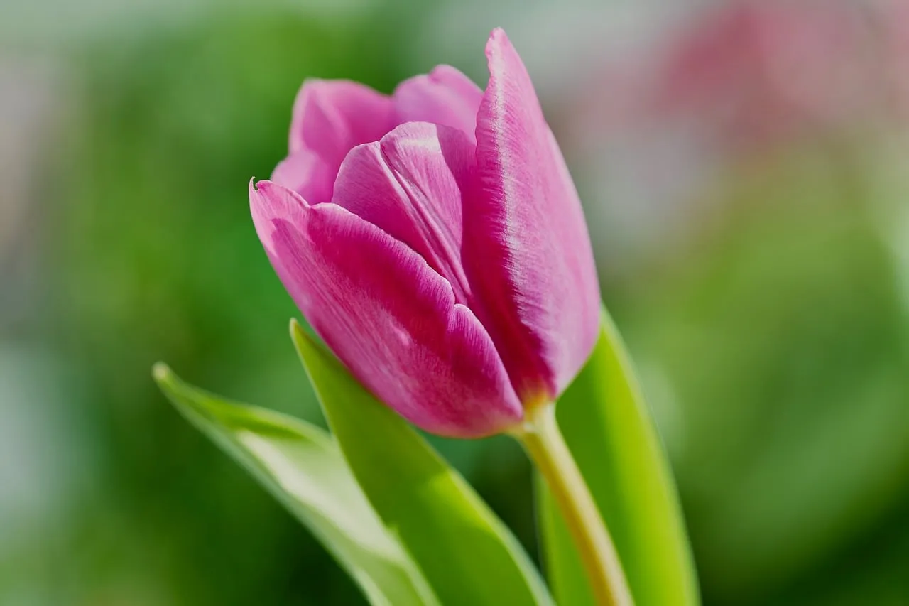 Vibrant Pink Tulip Bloom in a Serene Spring Garden