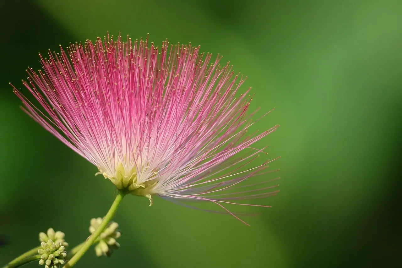Exotic Pink Bloom: Stunning Silk Tree Flower Close-up