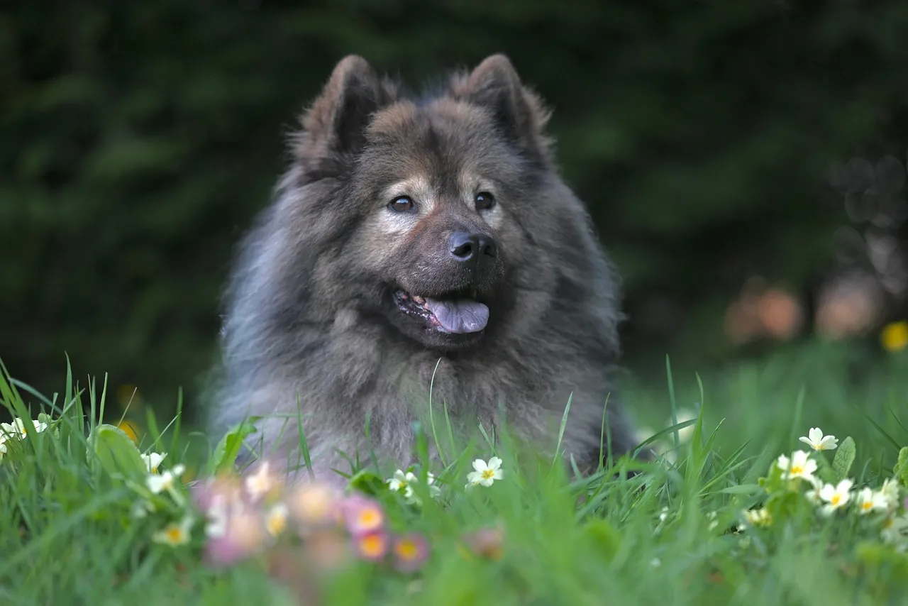 Majestic Eurasier: A Fluffy Friend in Nature's Embrace