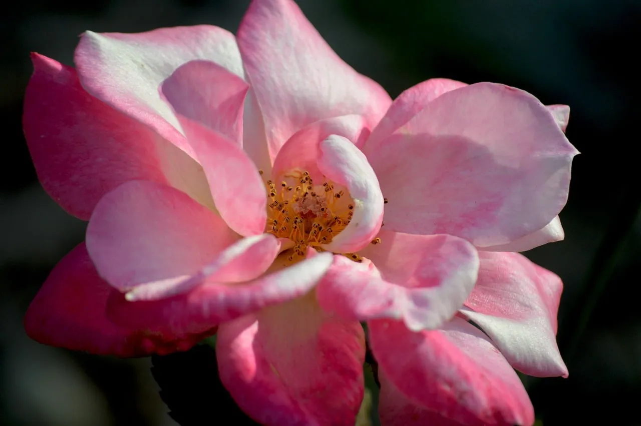 Stunning Pink Rose Bloom: Delicate Beauty in Close-Up