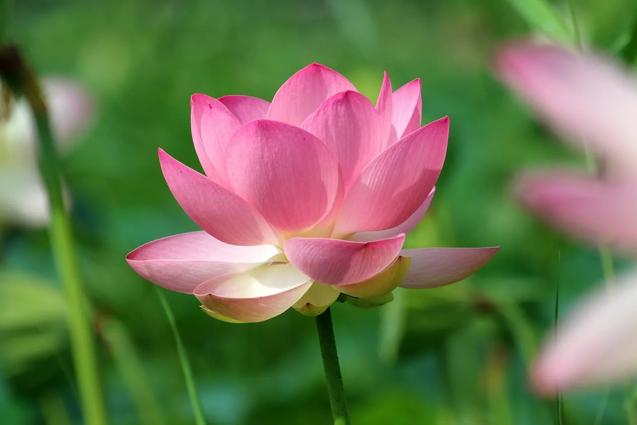 Vibrant Pink Lotus Bloom in Serene Nature