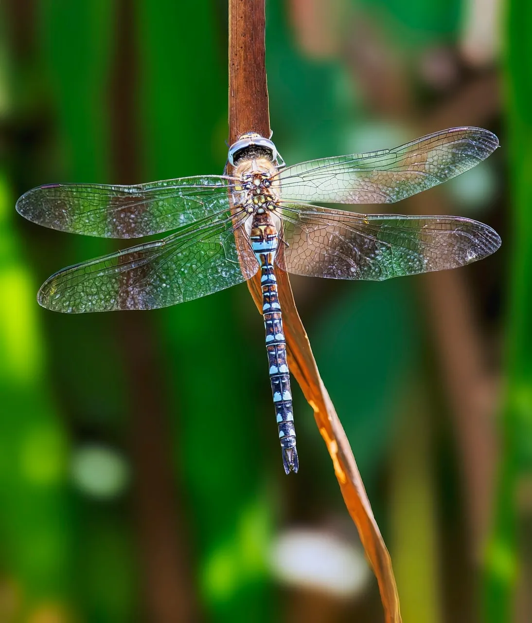 Vibrant Dragonfly Perched: Nature's Delicate Beauty Up Close