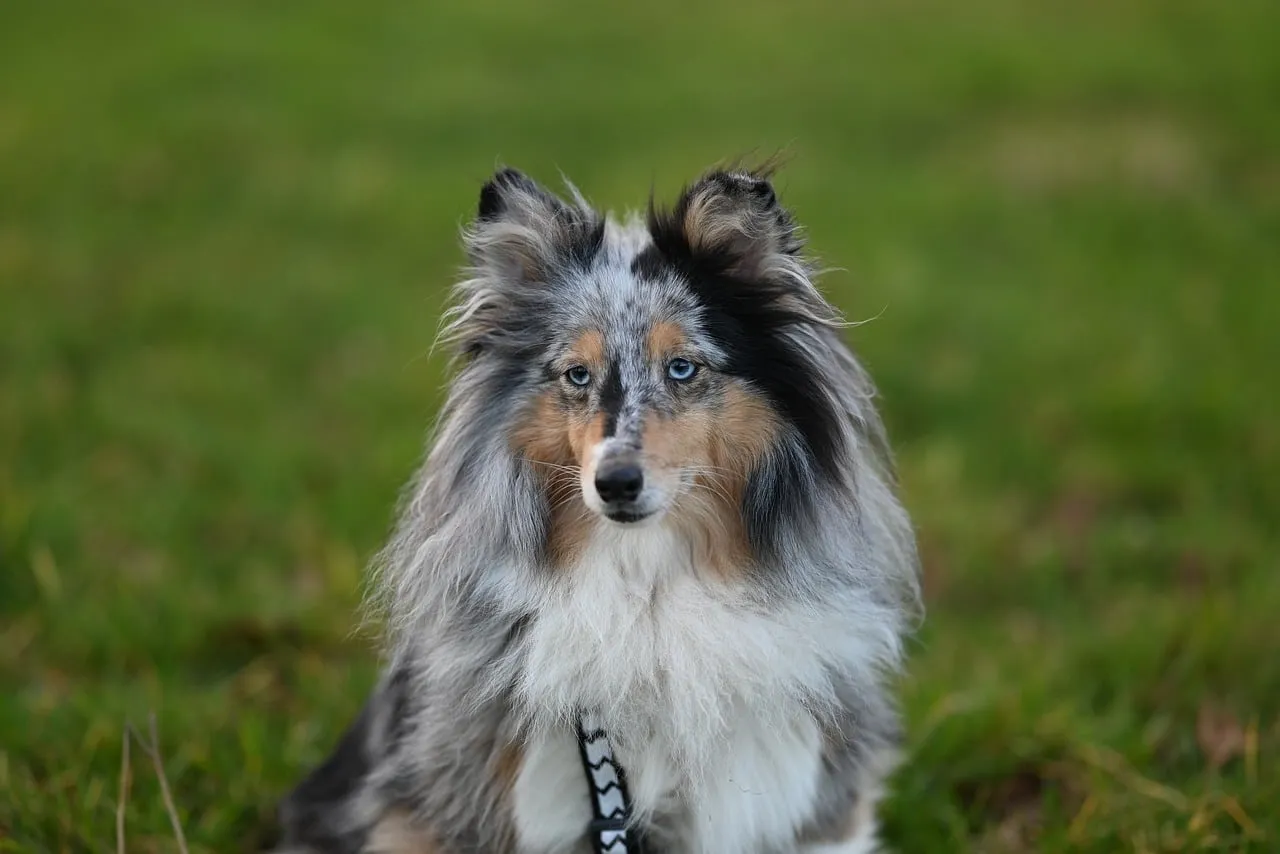 Stunning Blue Merle Shetland Sheepdog with Mesmerizing Eyes