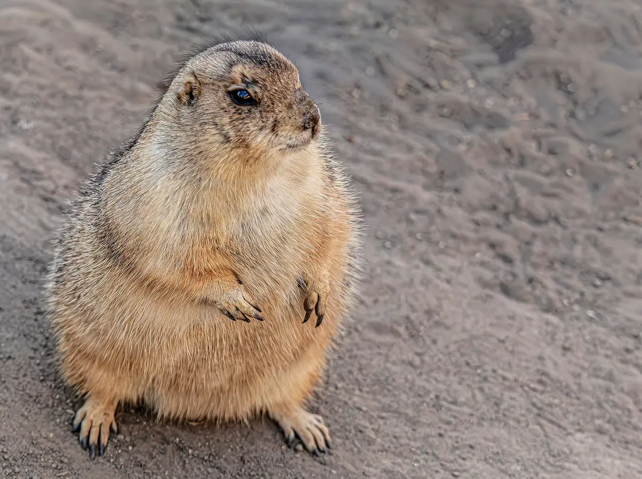 Alert Prairie Dog: Adorable Wildlife Standing Guard