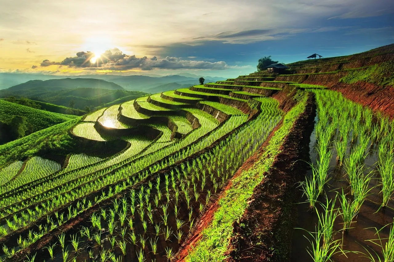Breathtaking Rice Terraces Bathed in Golden Sunrise