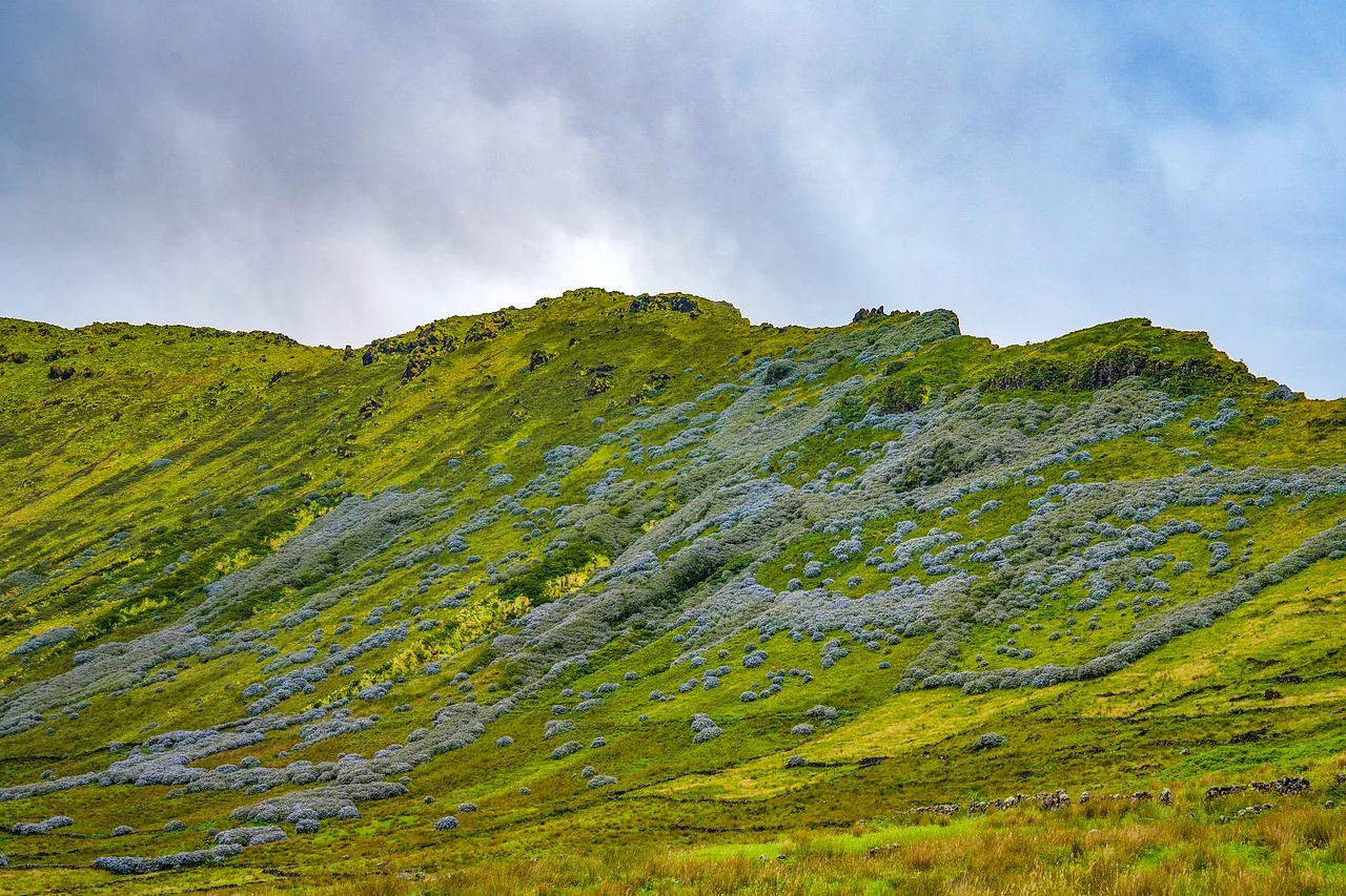 Vibrant Azorean Hillside: Hydrangeas Adorn Volcanic Slopes