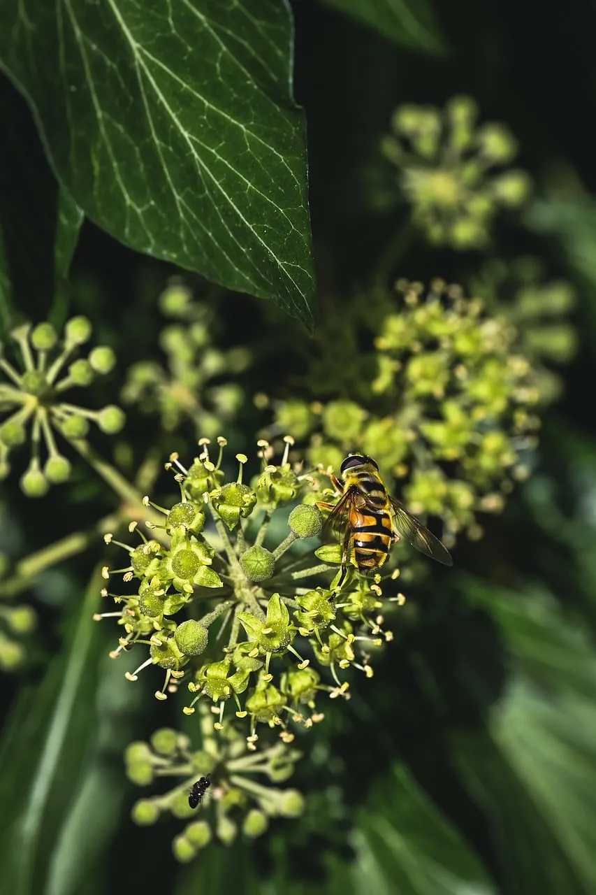 Vibrant Macro: Hoverfly Pollinating Green Ivy Flowers