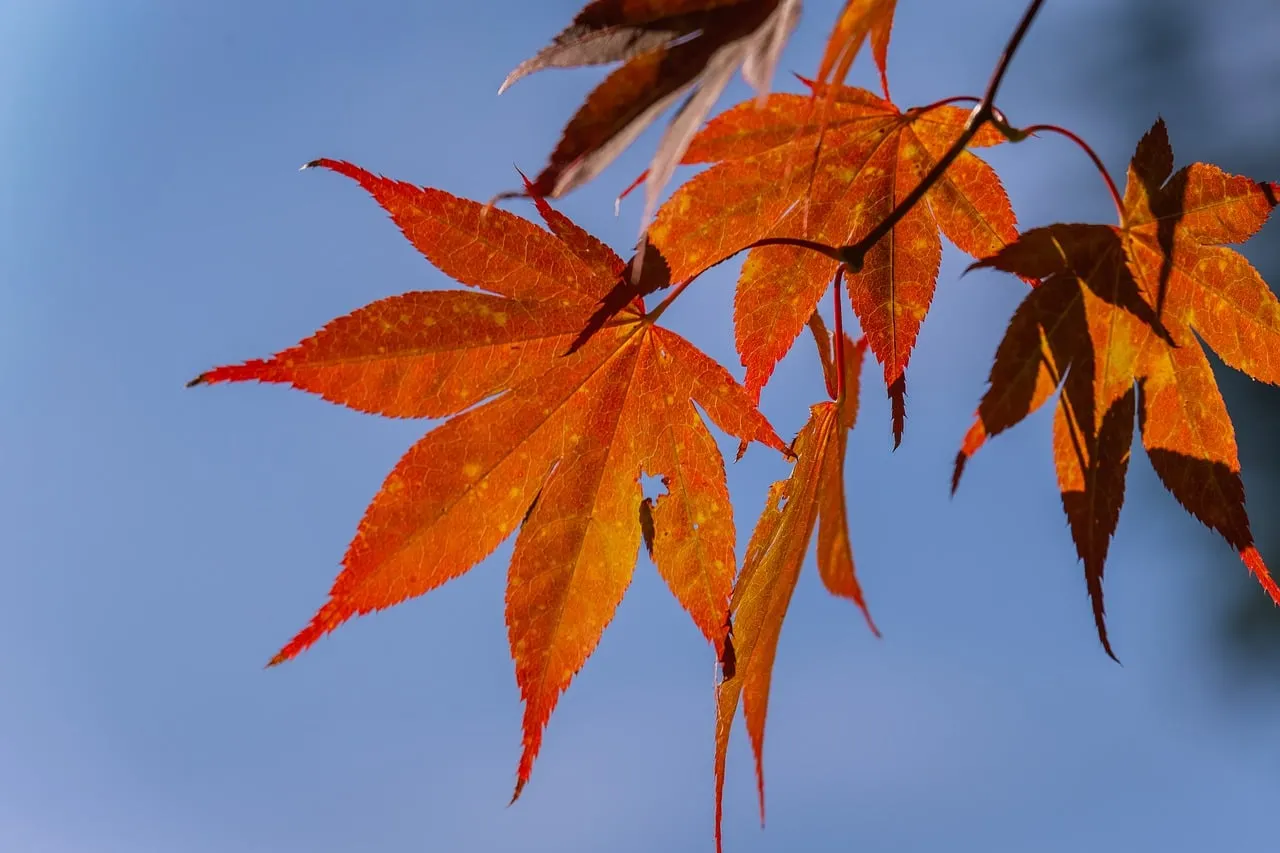Vibrant Autumn Glory: Fiery Maple Leaves Against a Clear Blue Sky