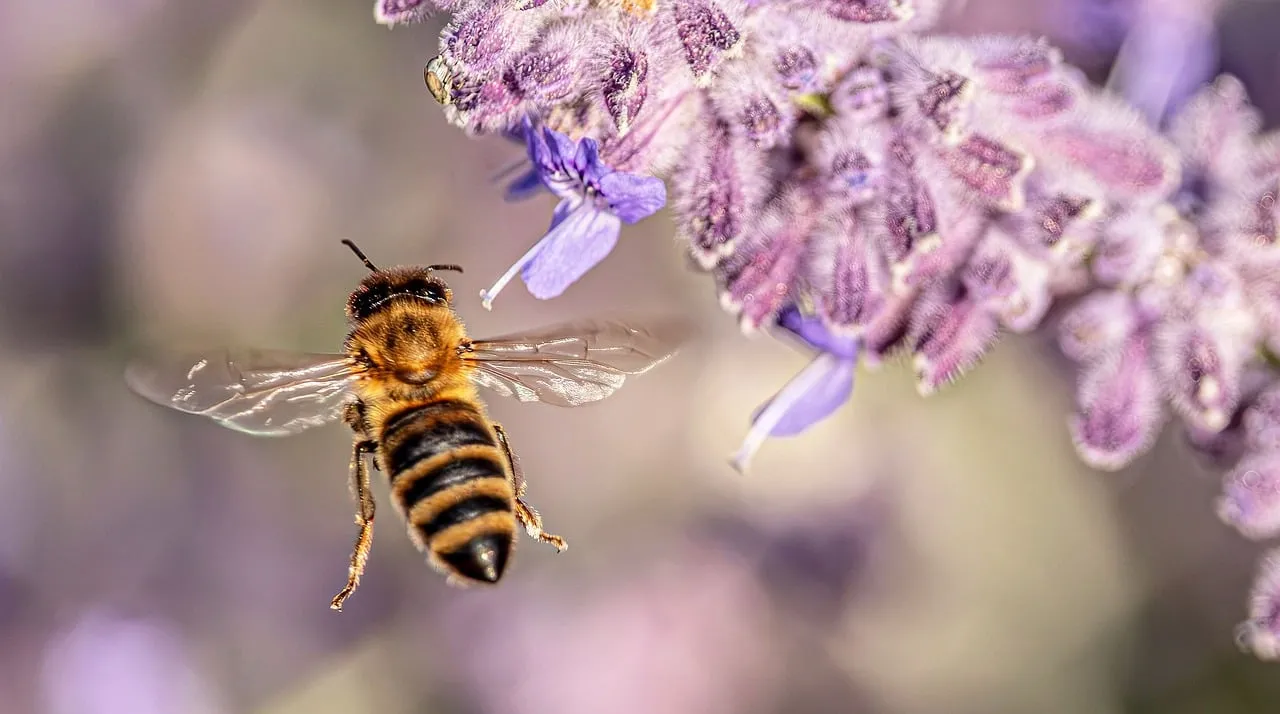 Vibrant Bee Mid-Flight: Lavender Pollination Macro
