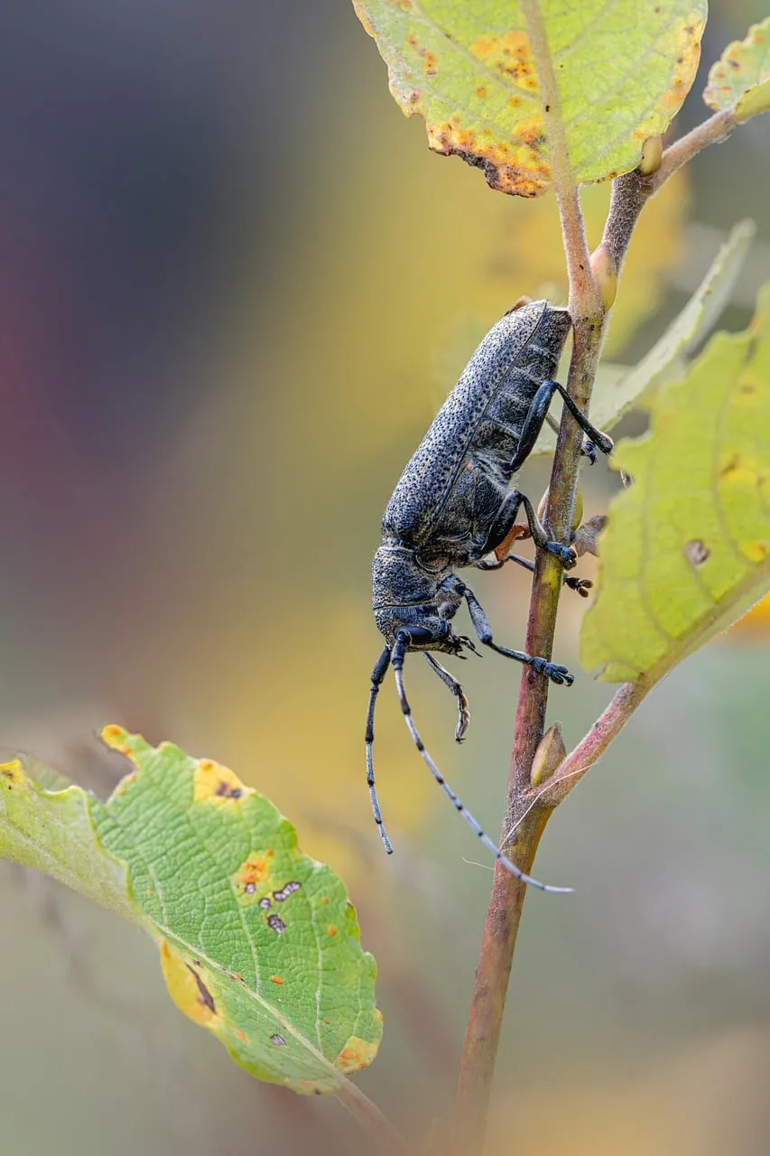Intricate Macro: Longhorn Beetle on Vibrant Sprout