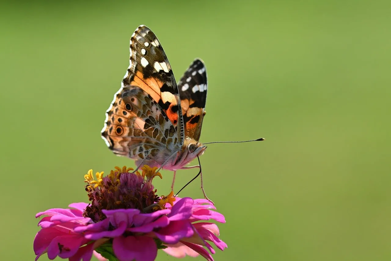 Vibrant Painted Lady Butterfly on Zinnia: Summer's Beauty Captured
