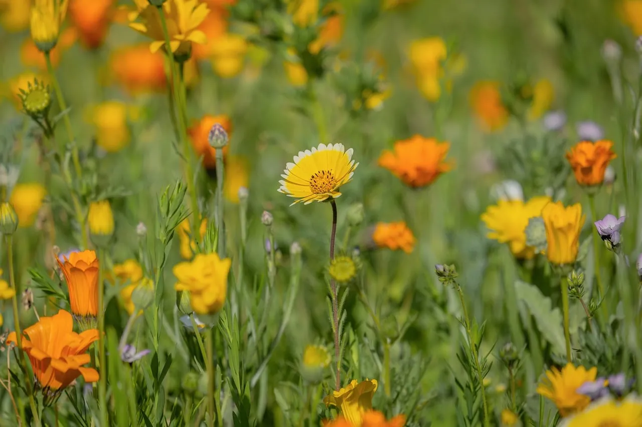 Vibrant Summer Meadow: A Symphony of Orange and Yellow Wildflowers
