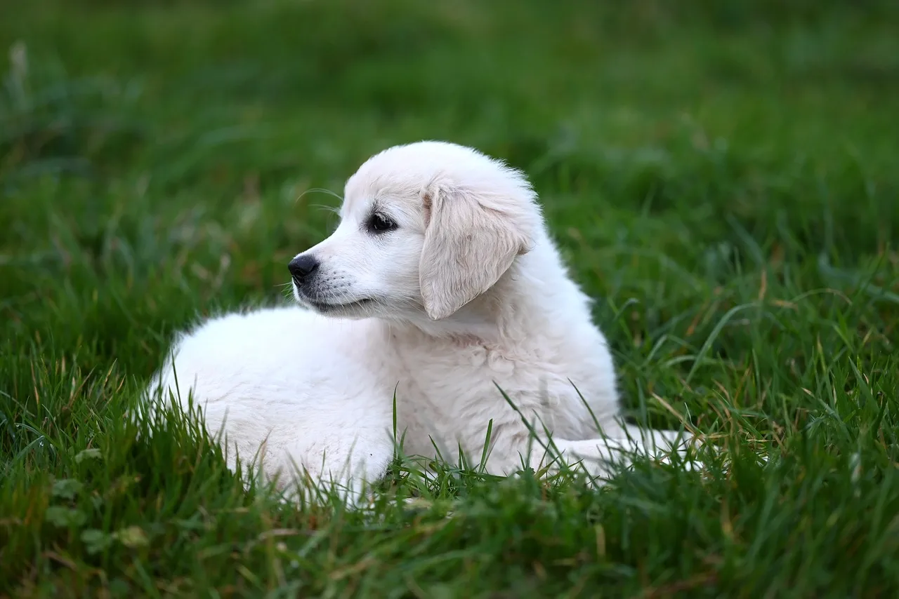 Adorable Golden Retriever Puppy Resting in Lush Green Grass