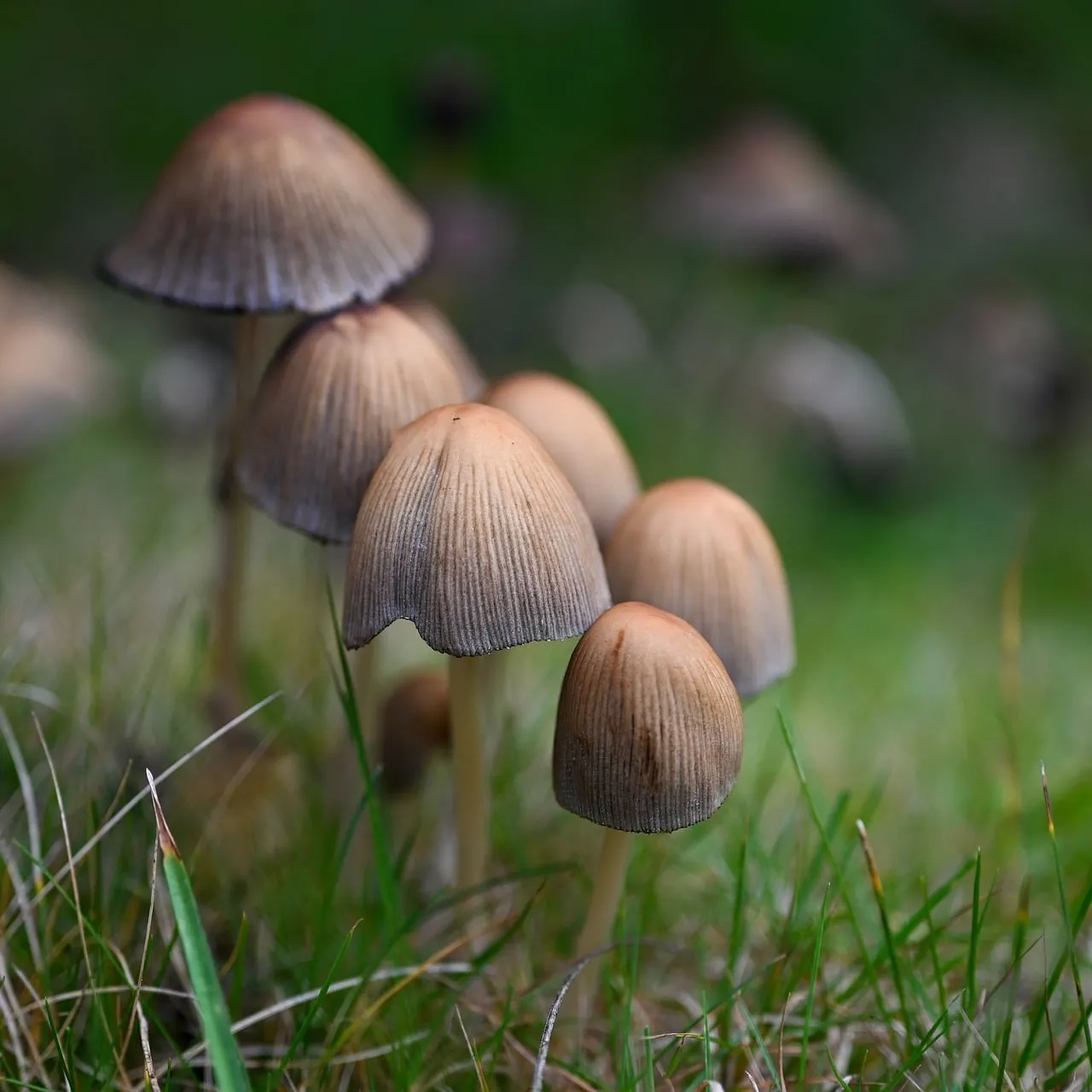 Enchanting Autumn Macro: Delicate Mushrooms in Soft Light