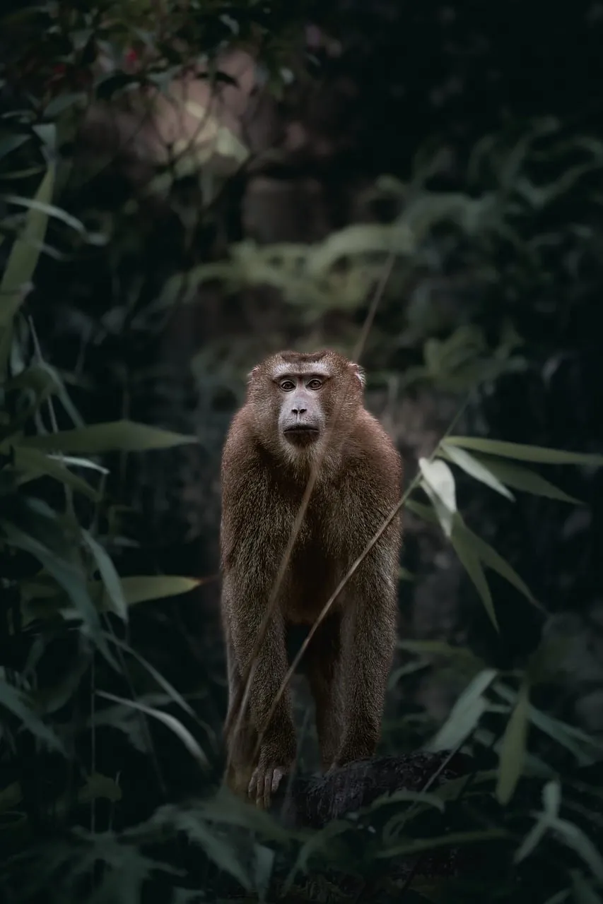 Mysterious Jungle Gaze: Wild Monkey in its Natural Habitat