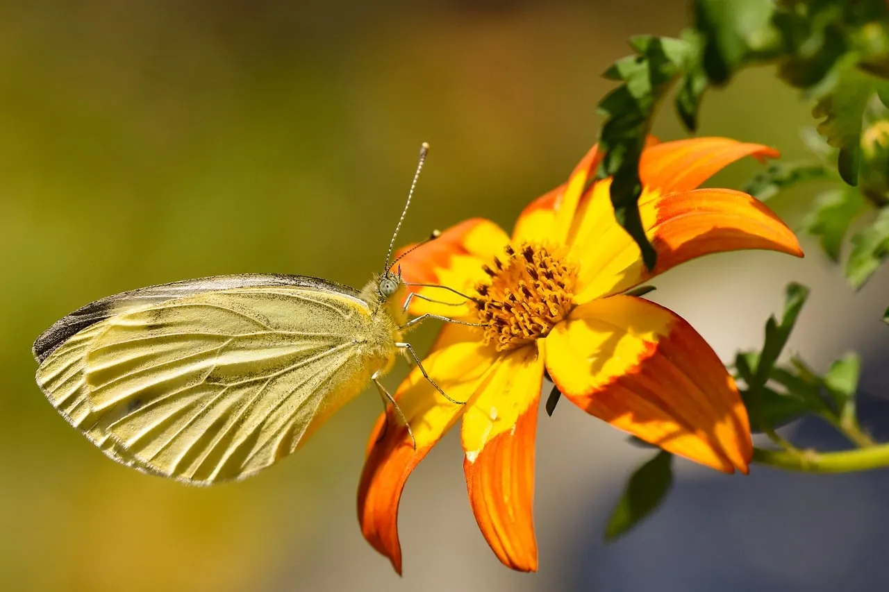 Vibrant Butterfly Nectaring on a Fiery Blossom