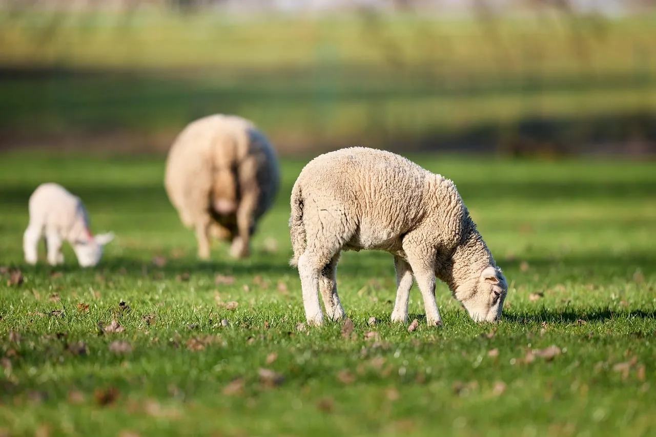 Idyllic Spring Meadow: Sheep Family Grazing Peacefully