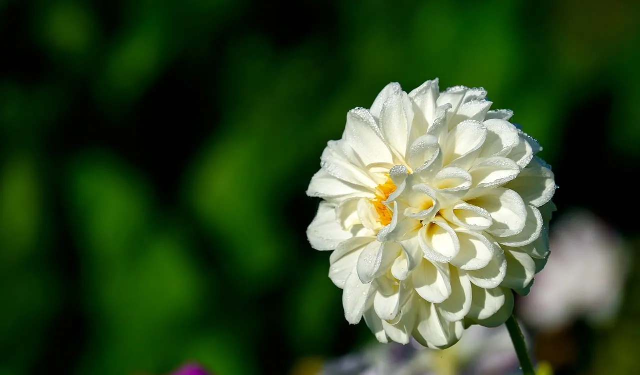 Stunning White Dahlia Bloom Adorned with Morning Dew