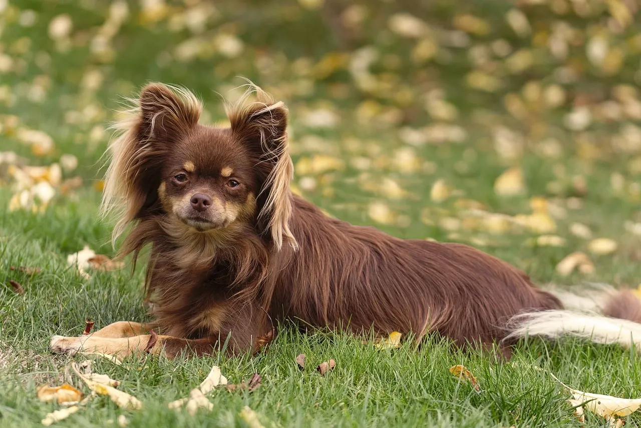 Charming Long-Haired Chihuahua Portrait in Golden Autumn Grass