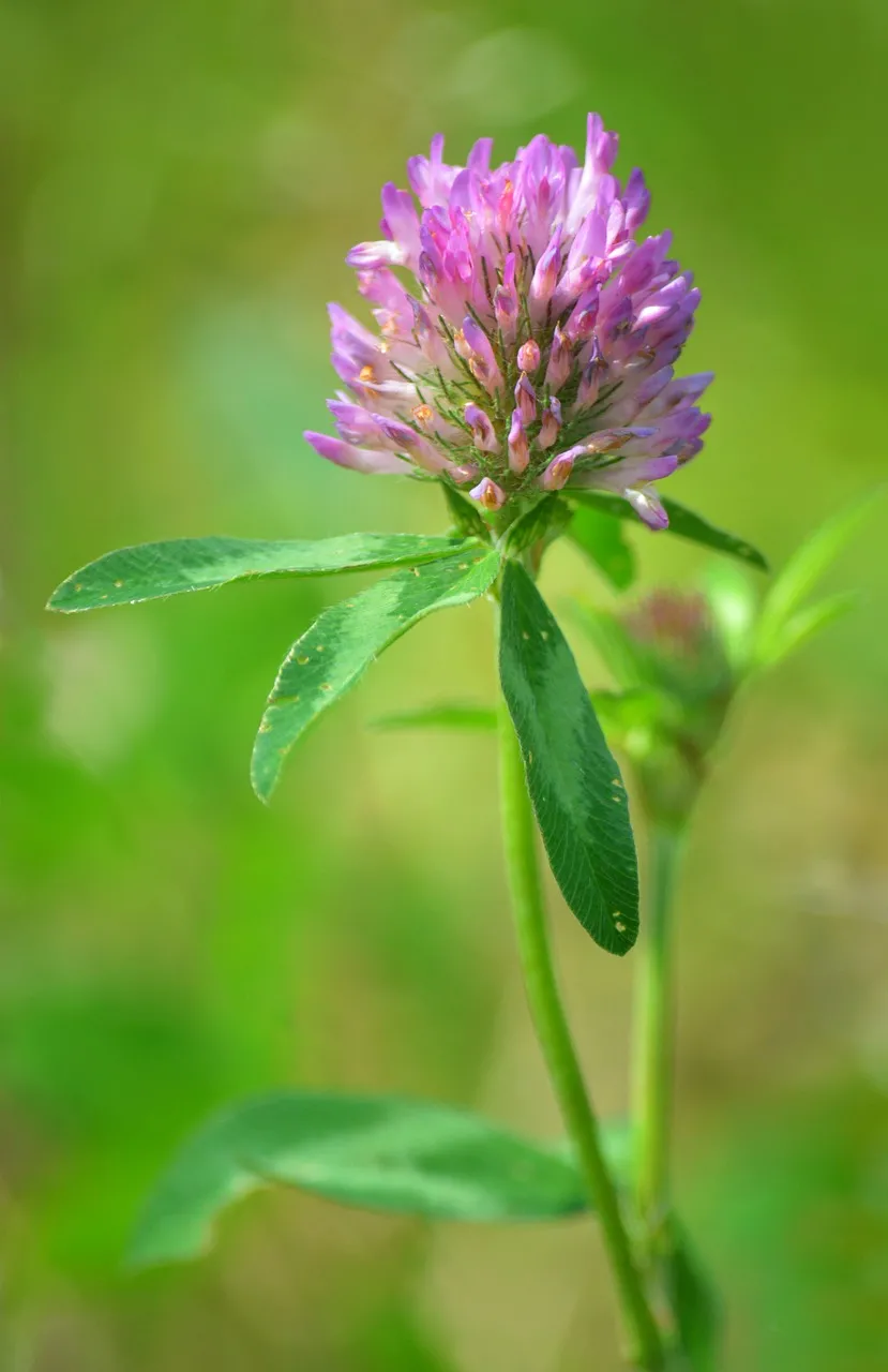 Vibrant Red Clover Blossom: A Macro Summer Delight