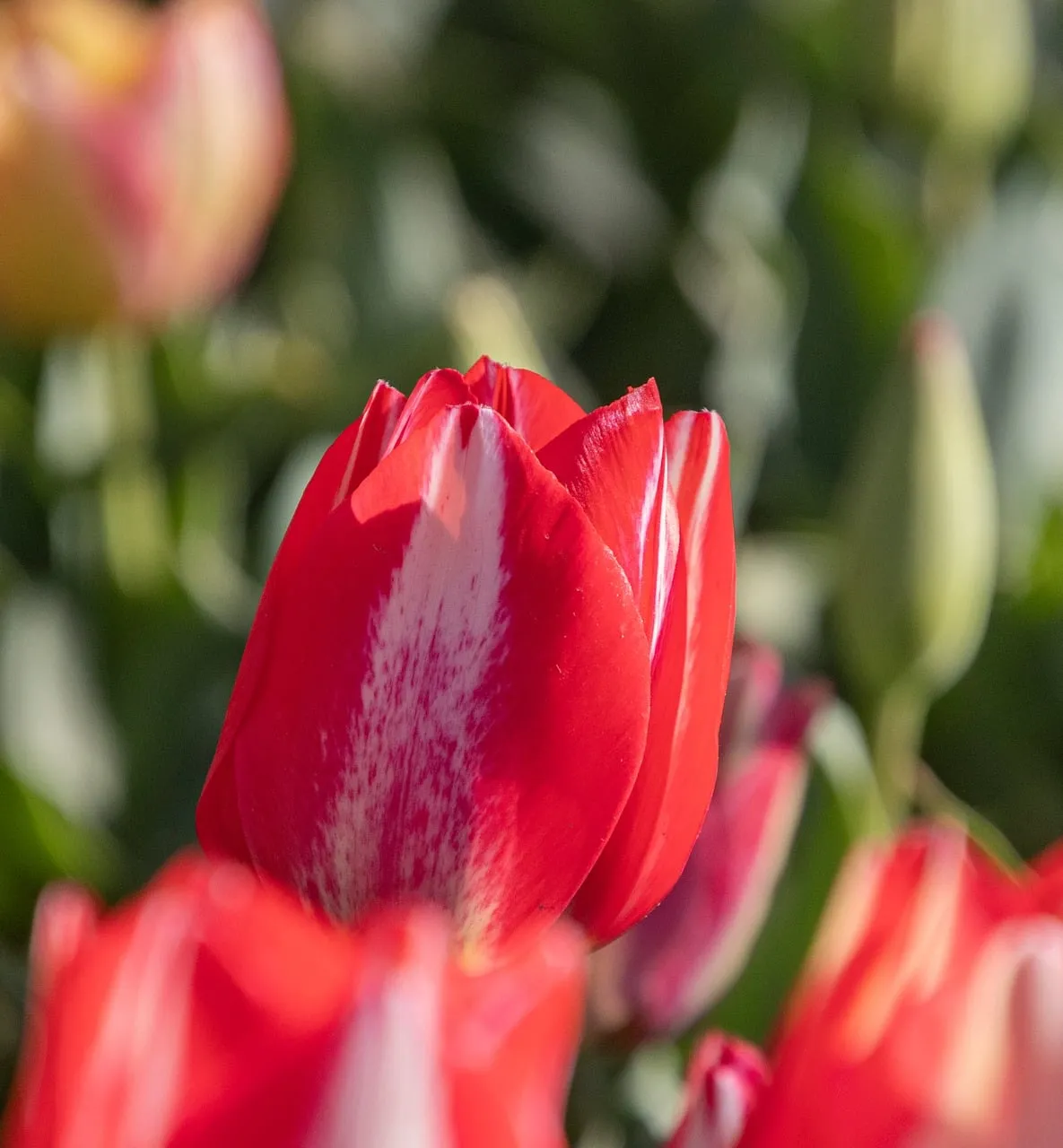 Vibrant Red Tulip: A Springtime Macro Delight