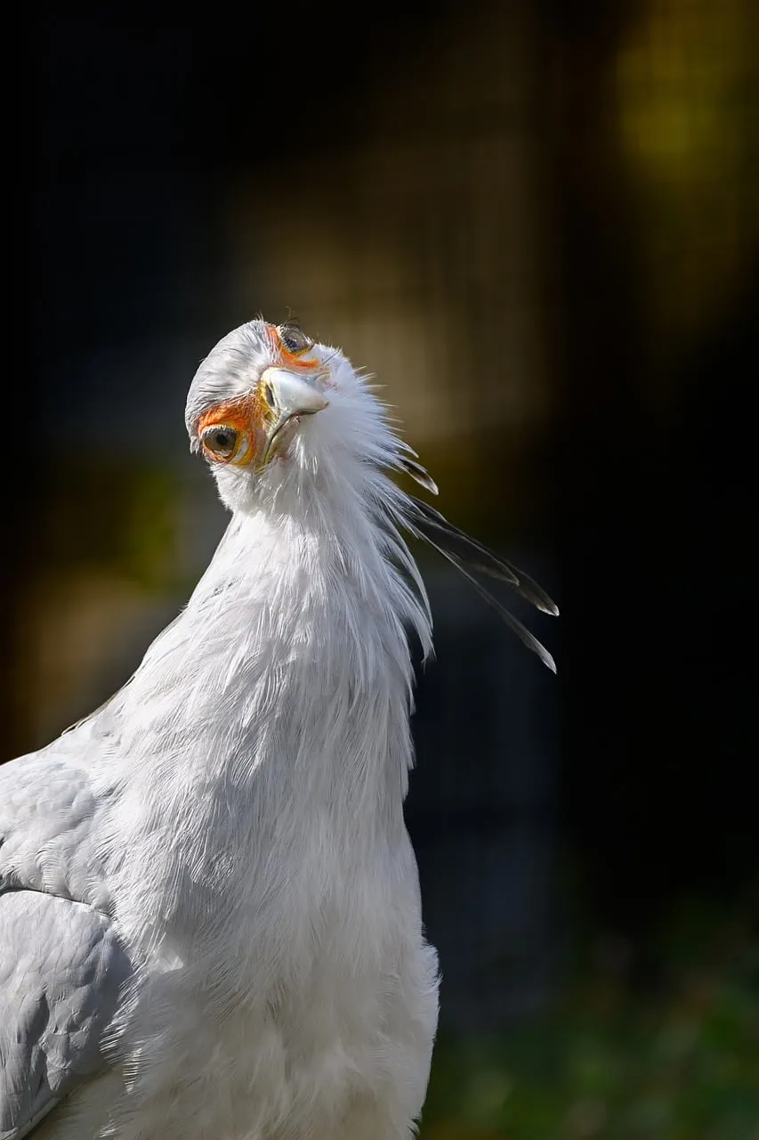 Intriguing Gaze: The Secretary Bird's Curious Portrait